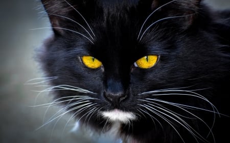 Cat - skin, face, yellow, cat, eyes, animal, black, pisica