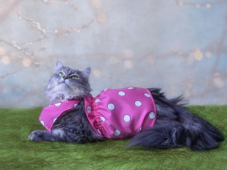 Welcome spring! - spring, pink, cat, pisica, animal, green, cute, dot, daykiney