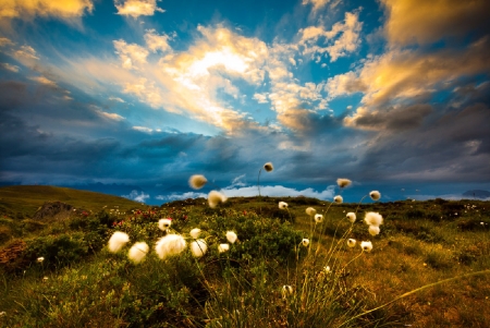 Glimmer of Hope, Tyrol, Austria - cotton grass, sky, sunlight, landscape, clouds