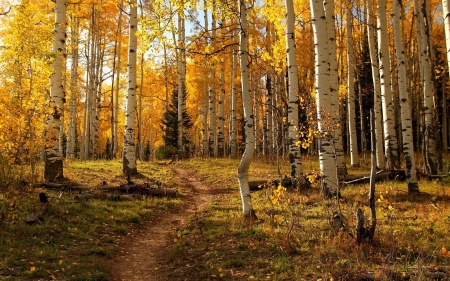 Birch Forest in Autumn