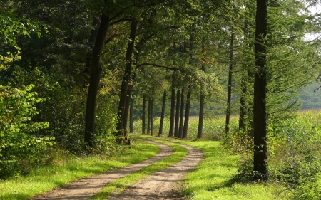 Forest Road - road, trees, forest, nature