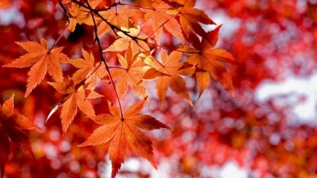 autumn leaves - branch, tree, leaves, autumn