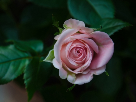 Pink Beauty - nature, roses, pink, petals, flowers, bud