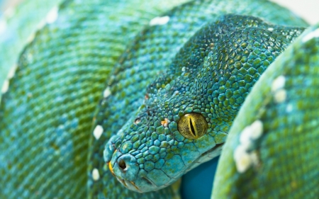 Python - skin, snake, green, golden, eye, texture, python