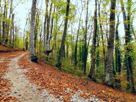 autumn forest - Beauty, Trees, Kosovo, Forests