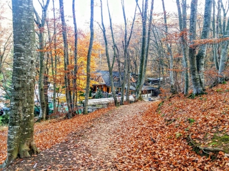 beautiful autumn in park germia