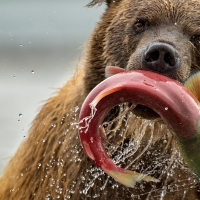 Hungry bear