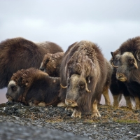 Musk oxen