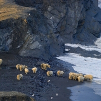 Polar bears feeding