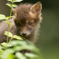 Fox cub