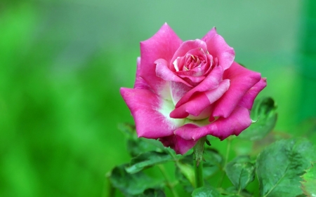 Pink rose