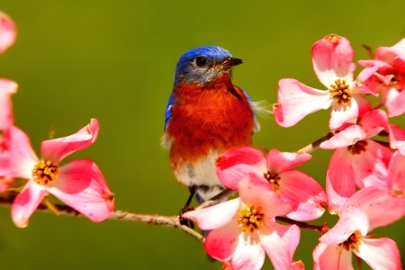 Bird - bird, blue, green, pasare, spring, orange, flower, pink