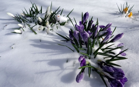 Victory of Spring - snow, flowers, spring, crocuses