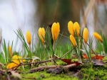 Yellow Crocuses