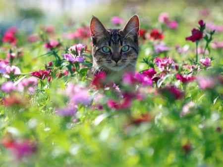 Cute Kitten - flowers, muzzle, bokeh, animal, kitten, love, cat