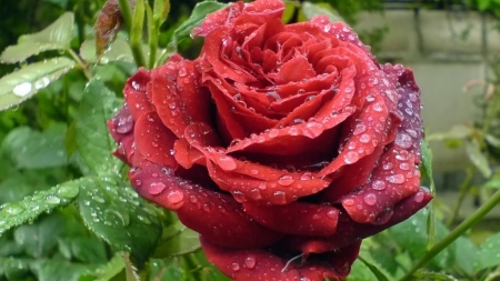 After Rain - nature, macro, rain, petals, flowers, drops