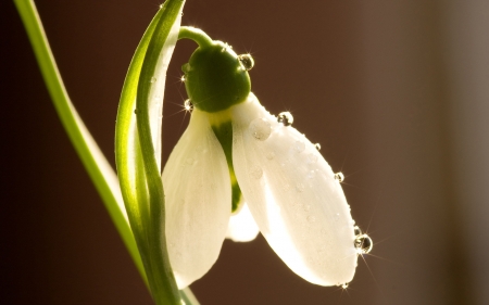 Snowdrop - white, macro, snowdrop, water drops, spring, flower