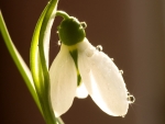 Snowdrop