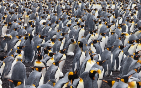 Penguins - penguin, pasare, bird, texture, pinguin, skin