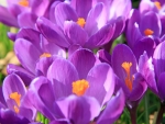 Crocuses