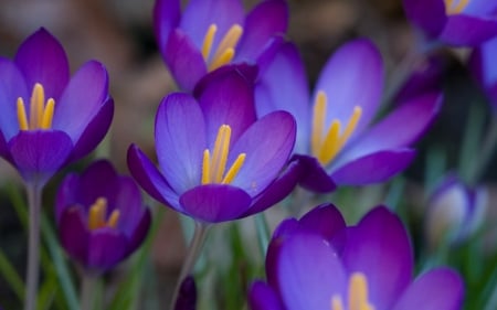 Crocuses - skin, crocus, purple, yellow, pink, texture, flower, spring