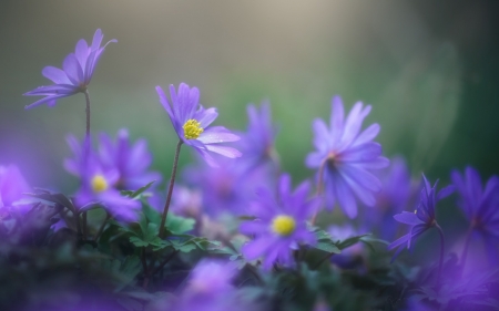 Flowers - blue, green, lilac, flower, pink