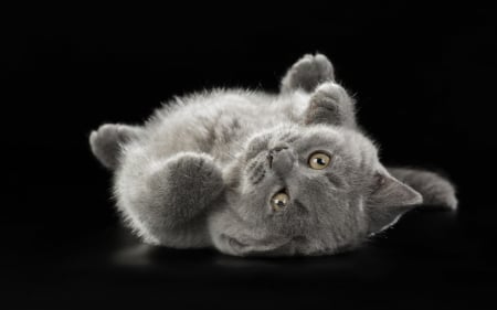 Kitten - black, grey, animal, pisica, kitten, paw, cute, cat