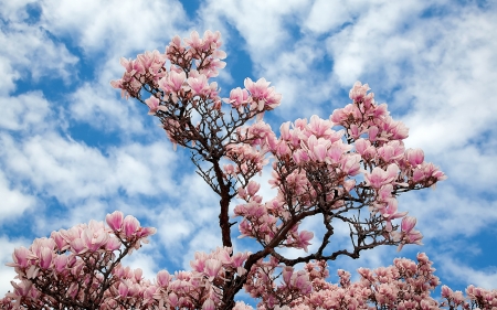 Magnolia - branch, blue, spring, flower, pink, magnolia, white, cloud, sky