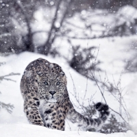 Snow leopard