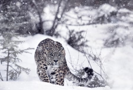 Snow leopard - white, snow leopard, iarna, snow, winter, iribs, animal