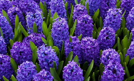 Hyacinths - skin, purple, green, texture, spring, hyacinth, flower