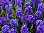 Hyacinths