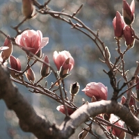 Magnolia