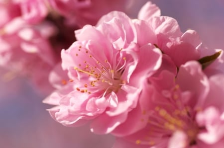 Sakura - flower, pink, spring, blossom, cherry, texture, sakura, skin