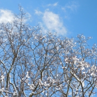 Ice In the Trees