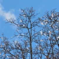 Ice on the Tree Branches