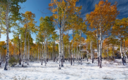 Birches in First Snow - nature, trees, snow, winter, birches