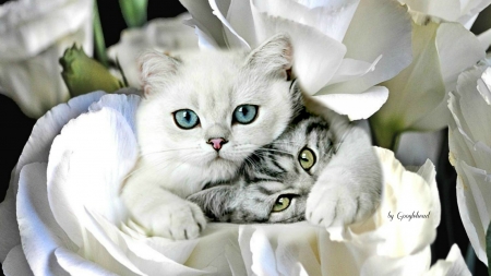 Best Friends - beauty, cat, animal, friends, flowers, cute