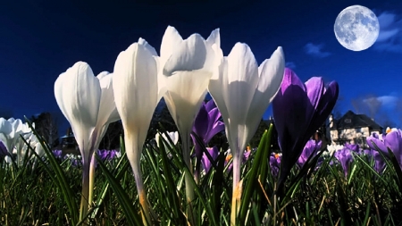 Moonlight in Spring - moon, crocuses, blossoms, evening, garden