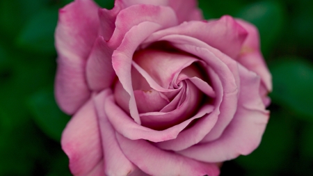 Dusty Pink Rose - nature, petals, pink, flowers, rose