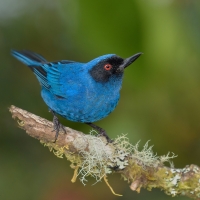 Masked Flowerpiercer