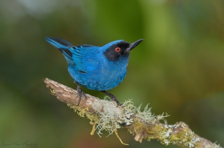 Masked Flowerpiercer - pasare, bird, masked flowerpiercer, diglossa cyanea, blue, luis fernando serna agudelo, green