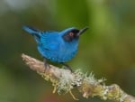 Masked Flowerpiercer