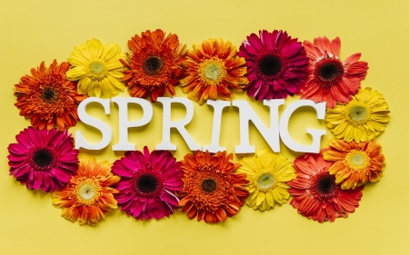 Spring Flowers - flowers, yellow, still life, Spring