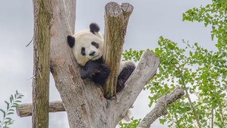 Resting Panda - eucalyptus leaves, bear, australia, tree, resting, cute, firefox persona theme, panda bear