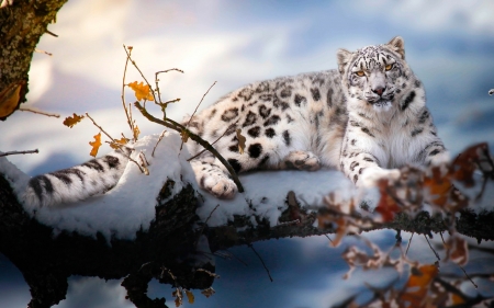 Snow Leopard - branches, snow leopard, leopard, cat, snow, leaves, winter