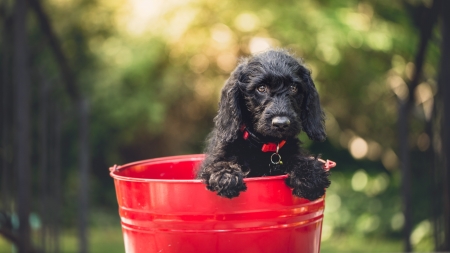 Dog in Bucket - animals, dogs, photography, macro, buckets