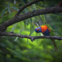 Rainbow Lorikeet Precious