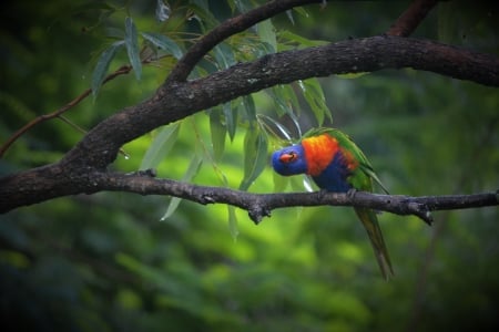 Rainbow Lorikeet Precious - love, mating dance, wildlife, rainbowlorikeet, adorable, raibow colours, bird watching in brisbane, animals, wet, bird, nature, precious, kindness to animals always, australia, wildlife photography, cute