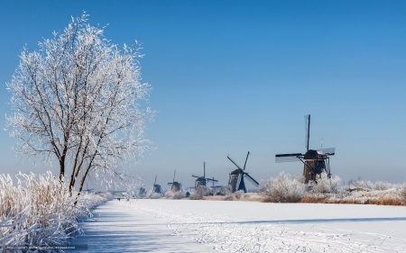 Winter in Netherlands - ice, winter, canal, Netherlands, windmills, tree, hoarfrost